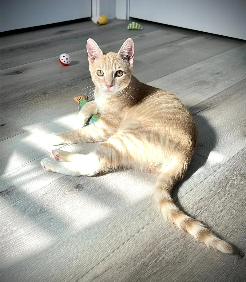 A young large-sized male Tabby cat named Mistletoe for adoption in Alameda, CA