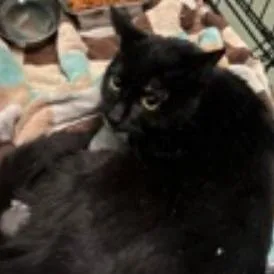 A young medium-sized female Domestic Short Hair cat named Dryad for adoption in New York, NY