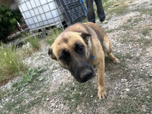 A young large-sized female Belgian Shepherd / Malinois dog named Brenda for adoption in San Martin, CA