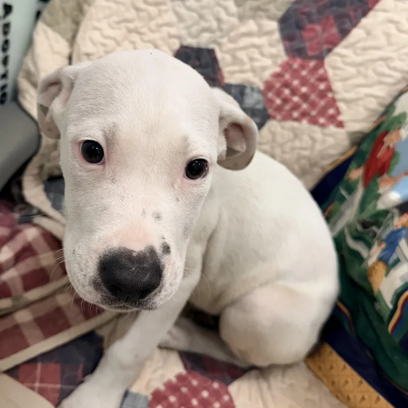 A baby medium-sized male White / Cream Mixed Breed dog named Ferris for adoption in Logan, OH