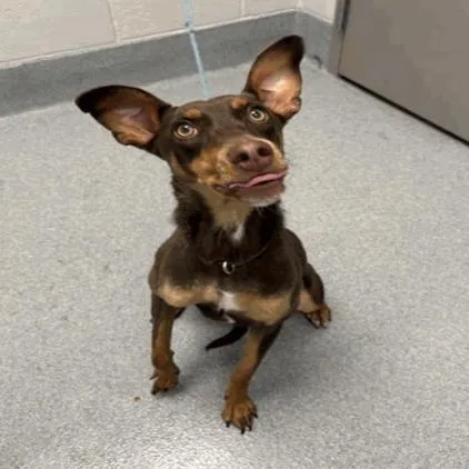 A young medium-sized female Brown / Chocolate Doberman Pinscher dog named Tiny for adoption in Indianapolis, IN