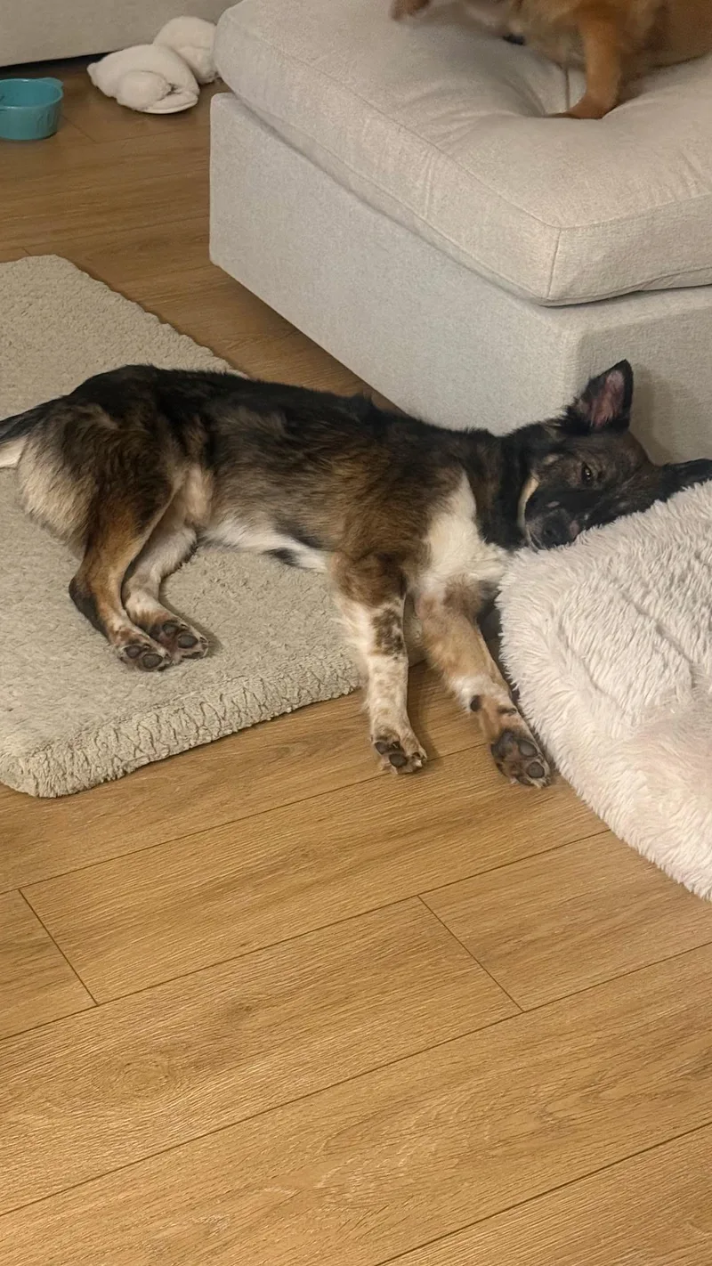 A young medium-sized female Australian Shepherd dog named Lexie for adoption in oriskany, NY