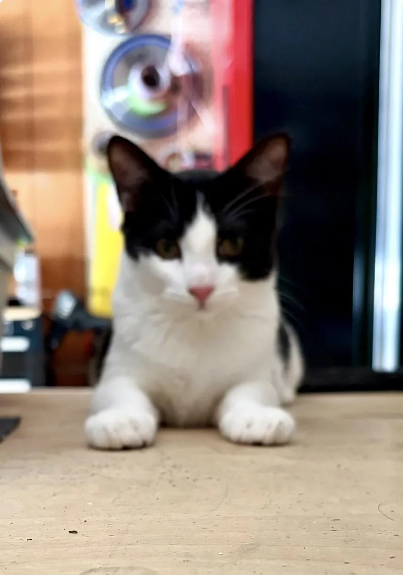 A baby small-sized male Domestic Short Hair cat named Zoro for adoption in Irmo, SC