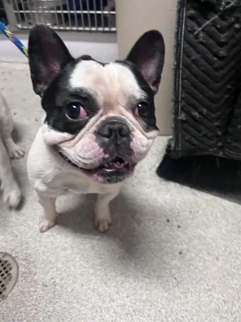 An adult small-sized male French Bulldog dog named Fat Boy for adoption in Alameda, CA