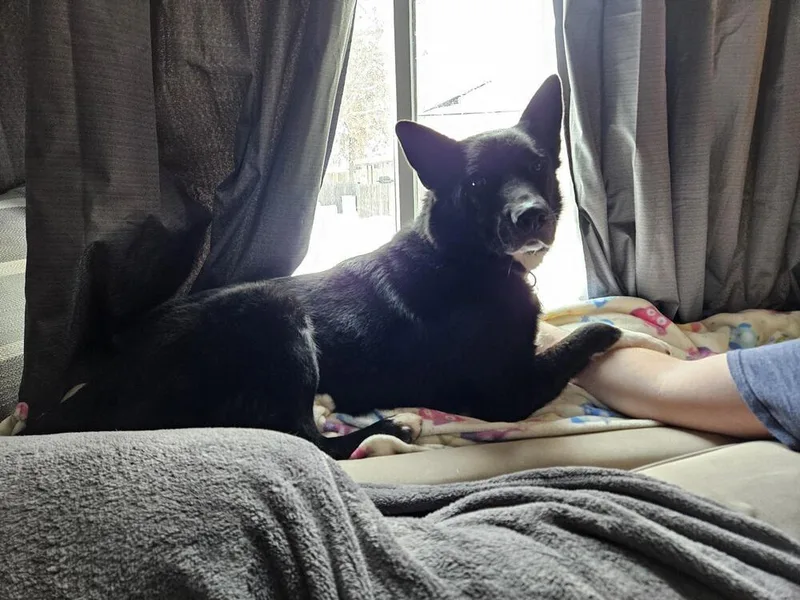 An adult large-sized male Shepherd dog named Sparky for adoption in Littleton, CO