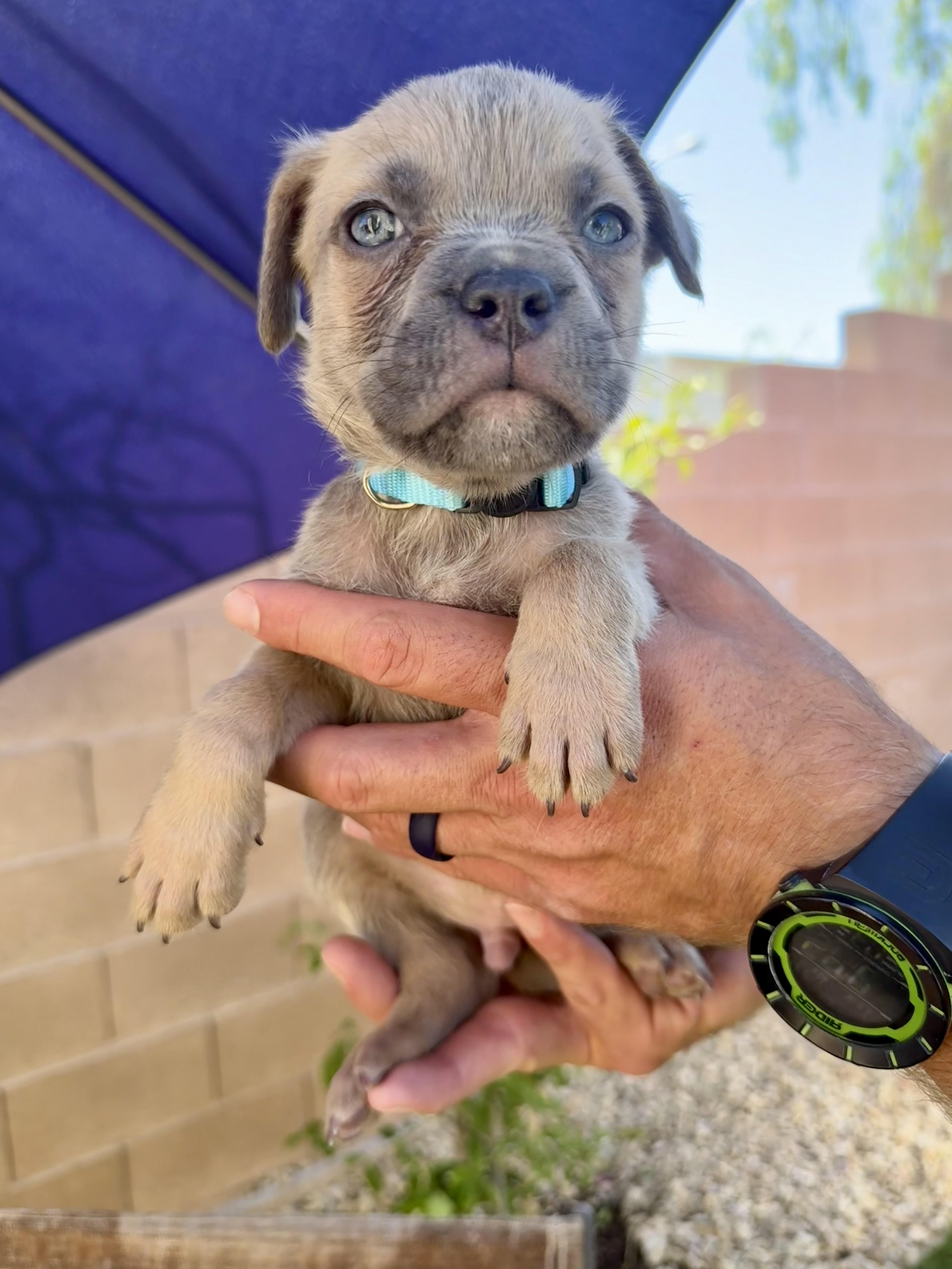 A baby medium-sized male Mixed Breed dog named Sincere for adoption in Henderson, NV