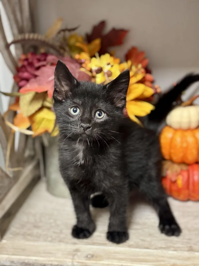 A baby small-sized male Black Domestic Short Hair cat named Dunlo for adoption in Seven Valleys, PA