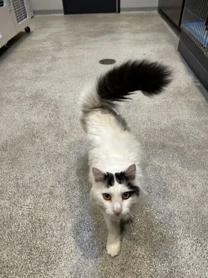 Elliot