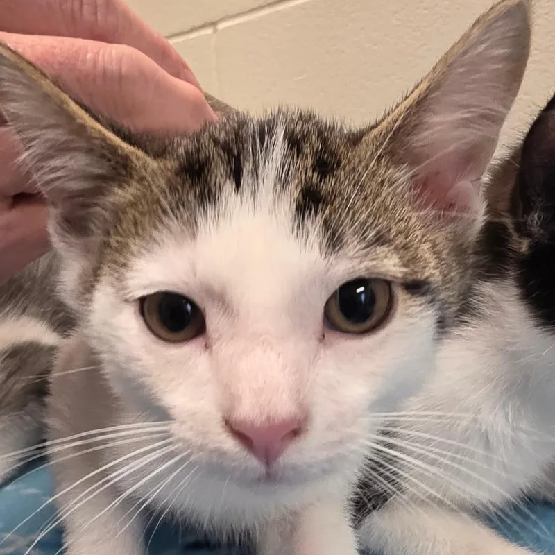 A baby small-sized male White Domestic Short Hair cat named Clank for adoption in Council Bluffs, IA