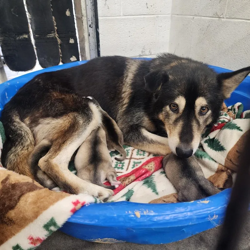 An adult large-sized female Black Shepherd dog named Giselle for adoption in Evensville, TN