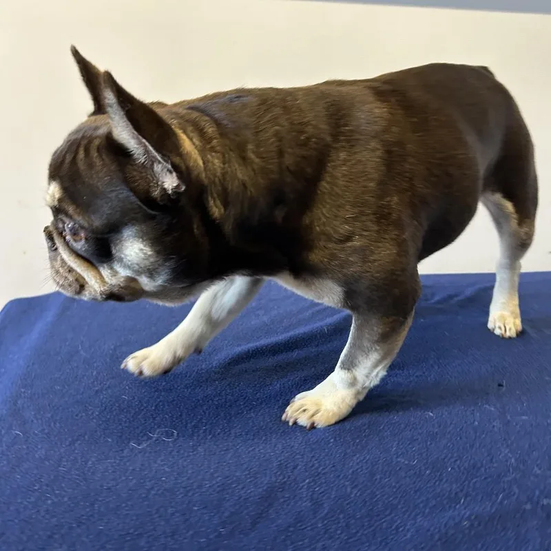 Roxy  Chino Hills thumbnail 2