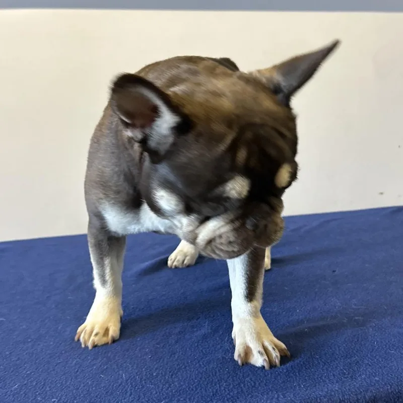 Roxy  Chino Hills thumbnail 4