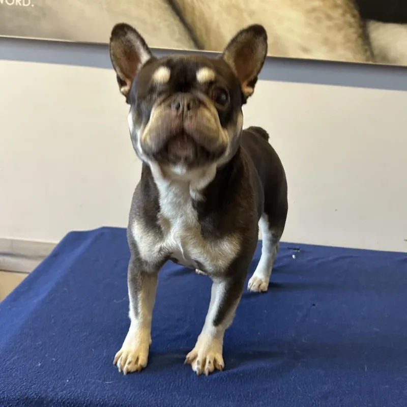 Roxy  Chino Hills thumbnail 5