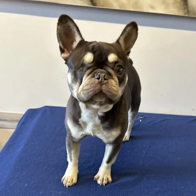 Roxy  Chino Hills thumbnail 6