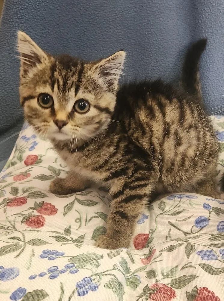 A baby medium-sized female Domestic Short Hair cat named Swat for adoption in Evansville, IN