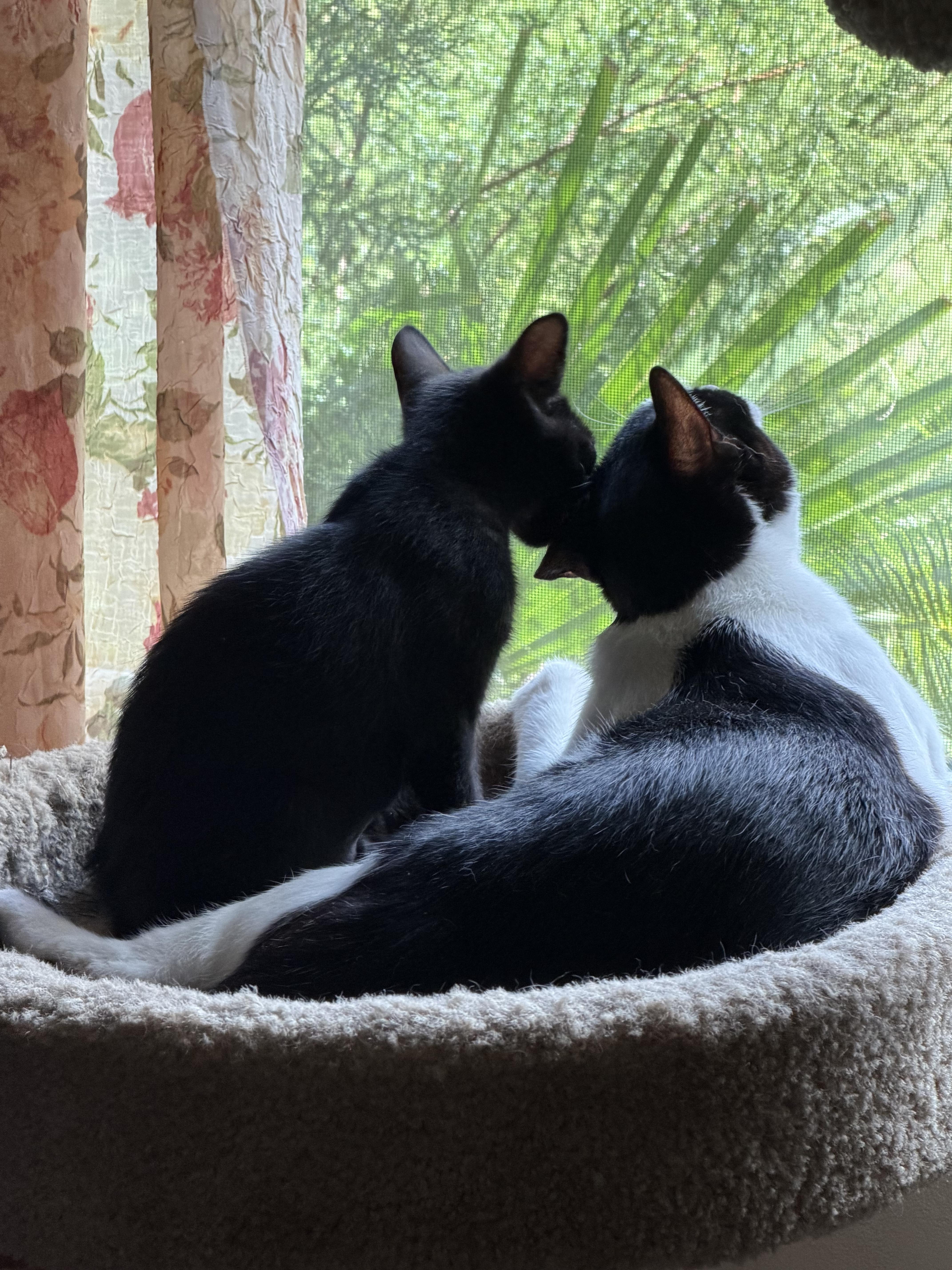 A baby medium-sized female Black Domestic Short Hair cat named Willow for adoption in Gainesville, FL