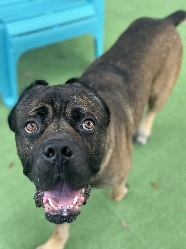 An adult large-sized male Tricolor (Brown, Black, & White) Cane Corso dog named Harry for adoption in Lakeland, FL