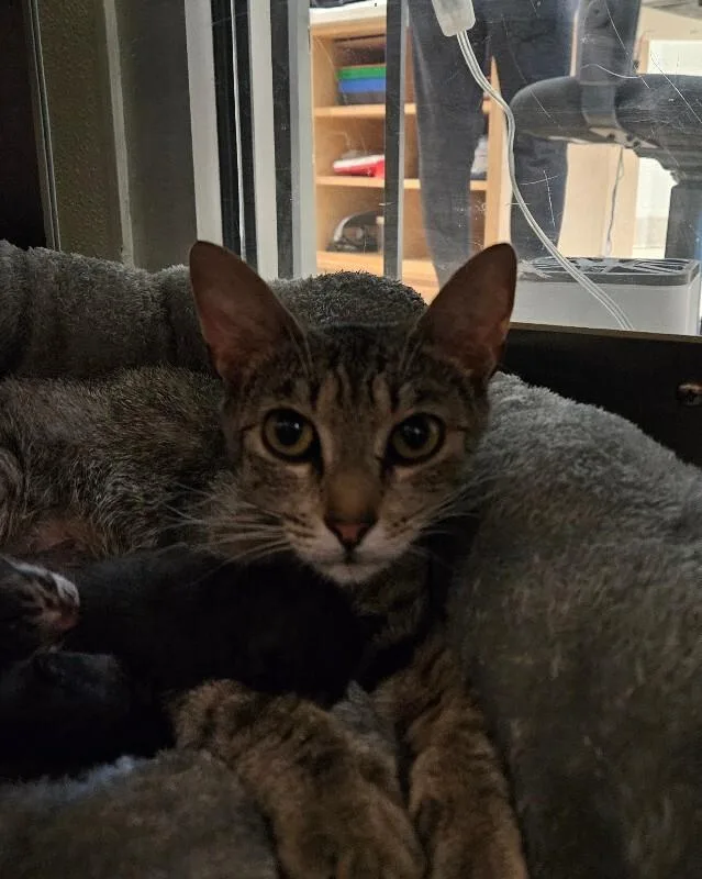 An adult medium-sized female Tabby (Brown / Chocolate) Domestic Short Hair cat named Espresso for adoption in Disputanta, VA