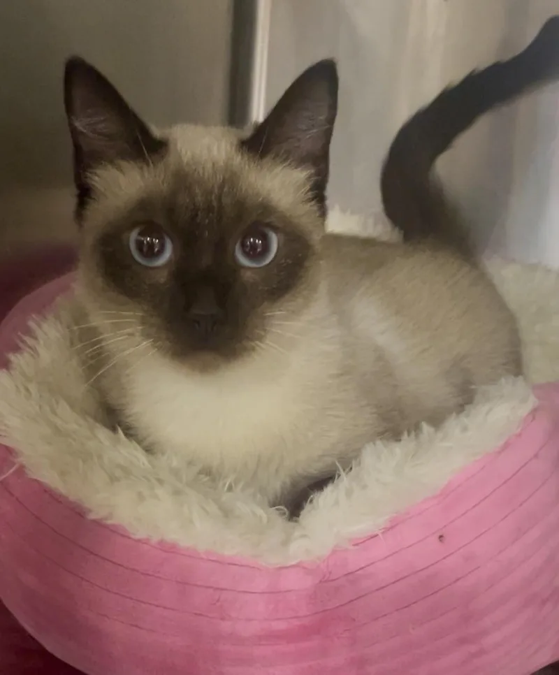An adult medium-sized female Siamese cat named Willow for adoption in Baton Rouge, LA