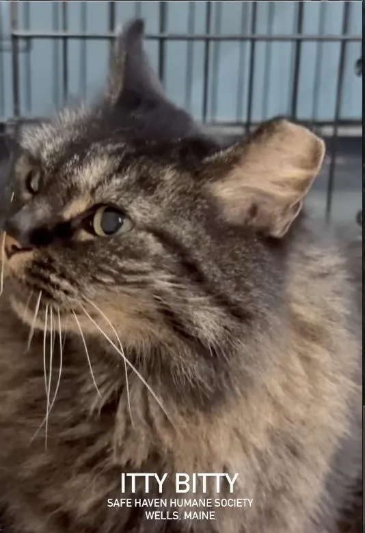 Itty Bitty thumbnail 2