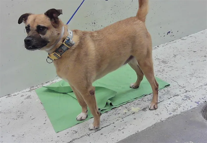 An adult medium-sized female Australian Cattle Dog / Blue Heeler dog named Gina for adoption in Houston, TX