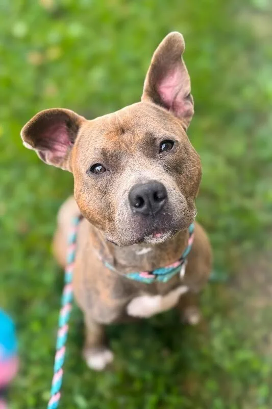 An adult medium-sized male Brindle Mixed Breed dog named Bogo Logo for adoption in Cincinnati, OH
