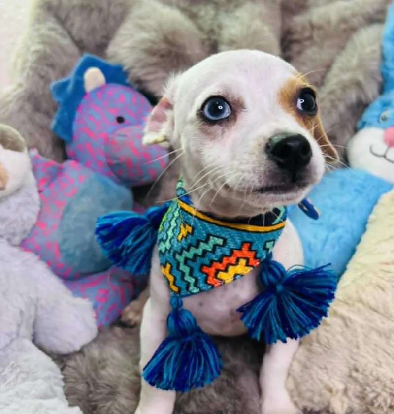 A baby small-sized male Chihuahua dog named Jellybean for adoption in Allen, TX