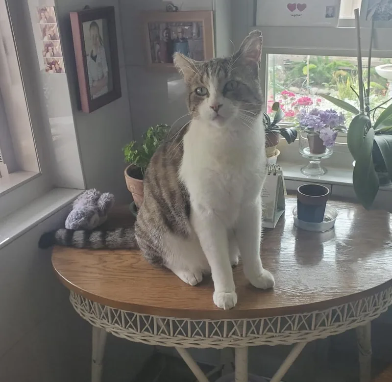 An adult large-sized male Gray & White Domestic Short Hair cat named Frankie for adoption in San Rafael, CA