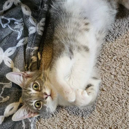 A baby small-sized female Tabby (Gray / Blue / Silver) Tabby cat named Chloe for adoption in Knoxville, TN
