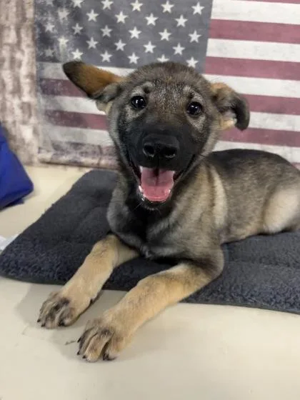 A baby large-sized female Shepherd dog named Skye for adoption in Houston, TX