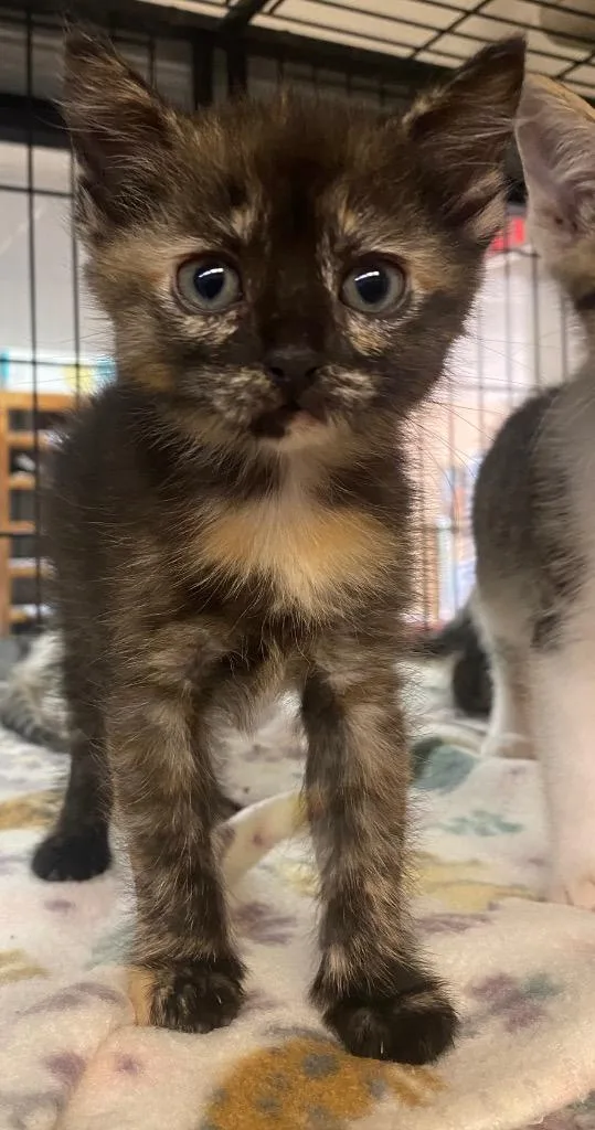 A baby small-sized female Domestic Short Hair cat named Cub for adoption in Lockhart, TX