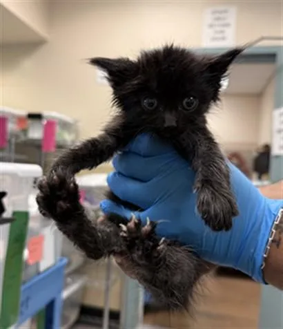 A baby small-sized male Domestic Medium Hair cat named Theo for adoption in San Jose, CA