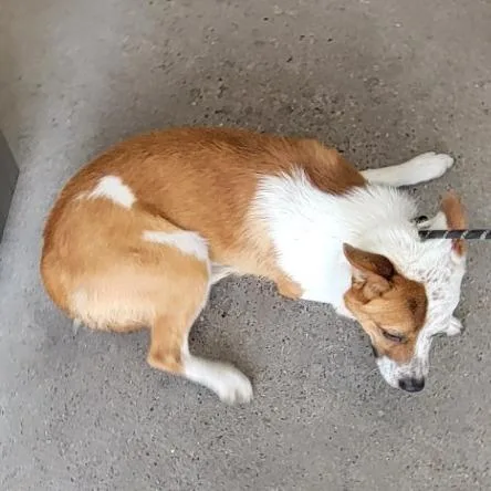 An adult medium-sized male Red / Chestnut / Orange Mixed Breed dog named Harvey for adoption in Las Cruces, NM