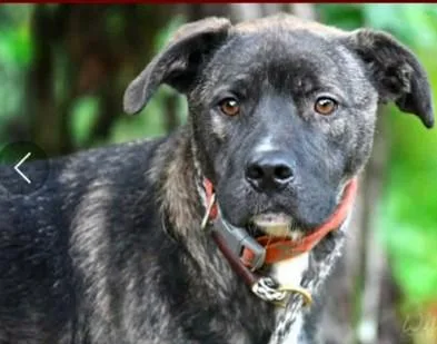 A young large-sized male Shepherd dog named Bo for adoption in Roswell, GA