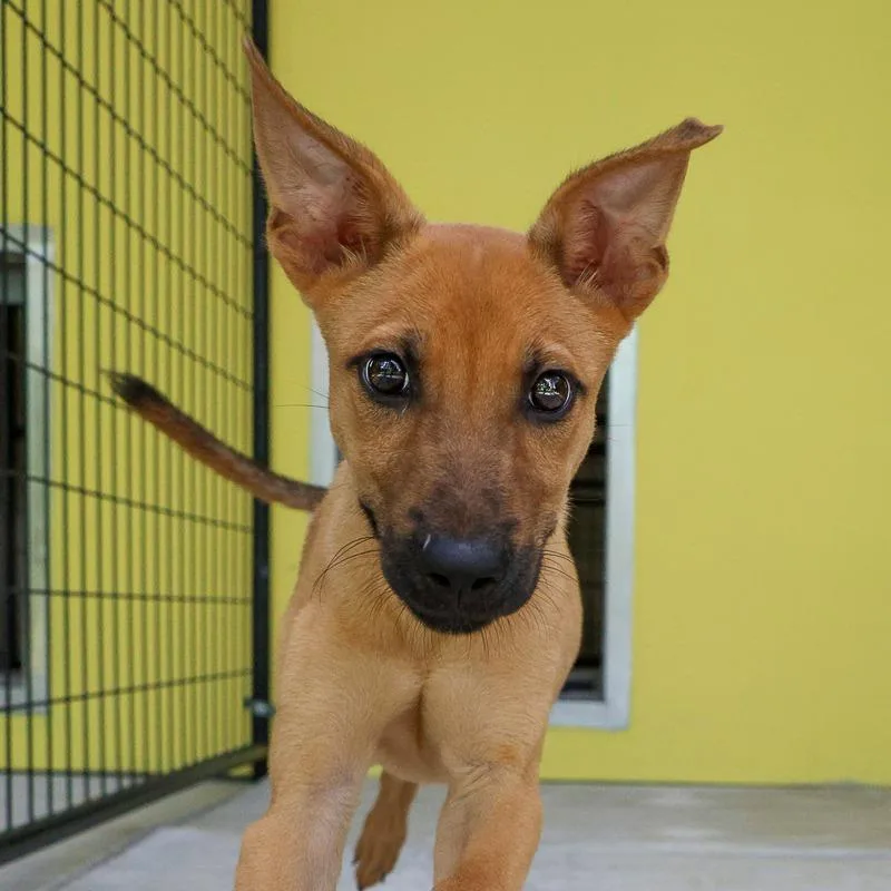 A baby medium-sized male Yellow / Tan / Blond / Fawn Mixed Breed dog named Owen for adoption in Bradenton, FL