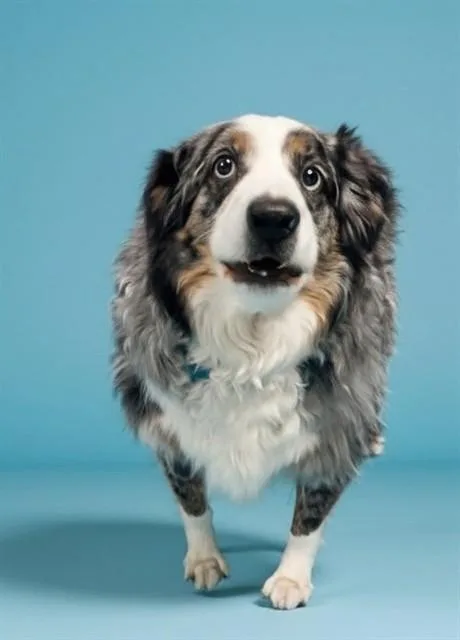 An adult medium-sized male Australian Shepherd dog named Austin for adoption in Castaic, CA