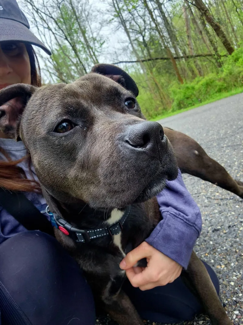 A young medium-sized female Black Pit Bull Terrier dog named Mara for adoption in Warren, OH