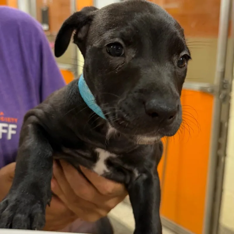 A baby medium-sized female Mixed Breed dog named Sake for adoption in Pensacola, FL