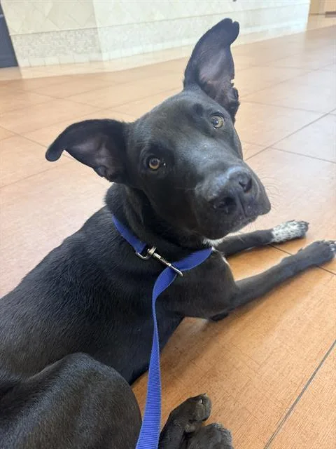 A young medium-sized male Labrador Retriever dog named Bennie for adoption in San Antonio, TX