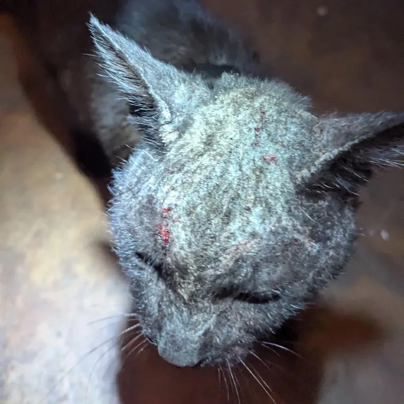 An adult medium-sized male Gray / Blue / Silver Domestic Short Hair cat named Jet for adoption in Long Beach, CA