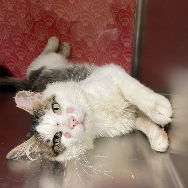 A young medium-sized male Tabby (Brown / Chocolate) Domestic Short Hair cat named Jojo for adoption in Worcester, MA