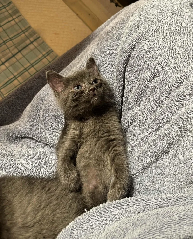 A baby small-sized female Domestic Short Hair cat named Sarabi for adoption in Milwaukee, WI