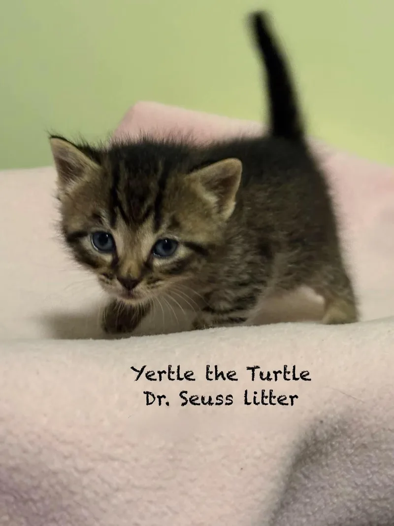 A baby medium-sized male Tabby (Brown / Chocolate) Domestic Short Hair cat named Yertle The Turtle for adoption in New Hartford, NY