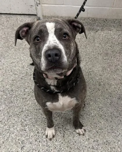 An adult large-sized female Gray / Blue / Silver Pit Bull Terrier dog named Willow for adoption in Kansas City, MO