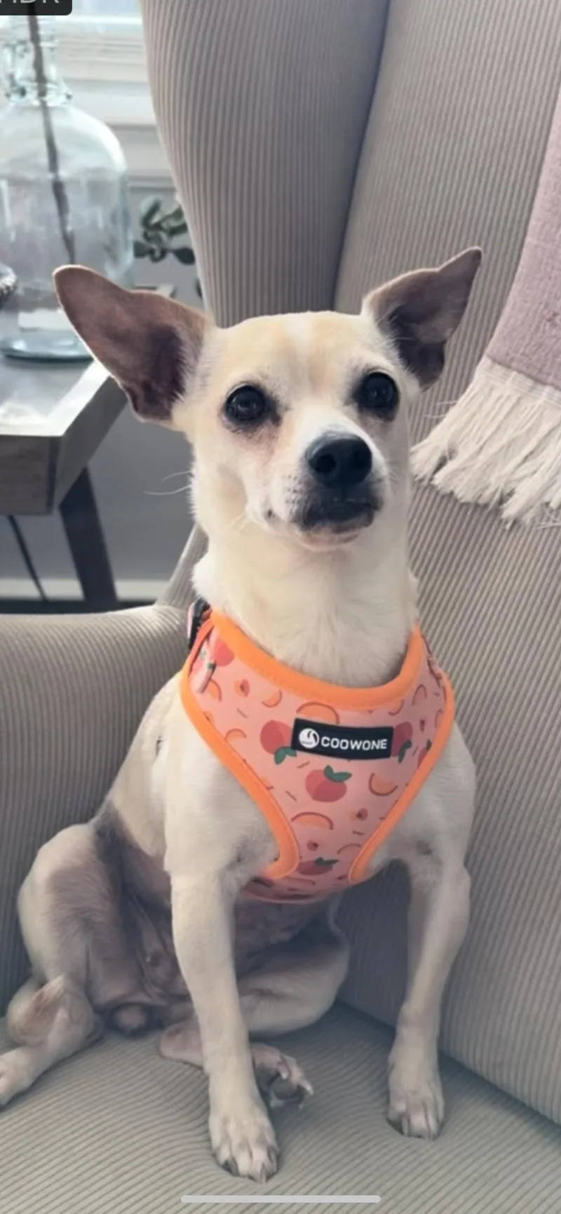 A young small-sized female Apricot / Beige Chihuahua dog named Sally for adoption in Hamden, CT