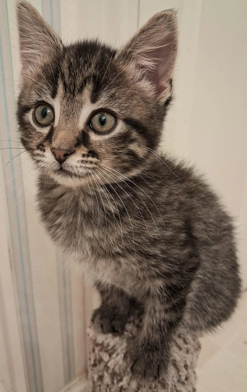 A baby medium-sized female Tabby (Brown / Chocolate) Domestic Short Hair cat named Tiramisu for adoption in Greenville, NC