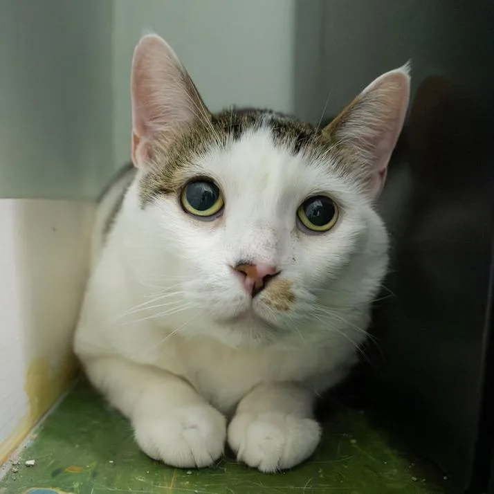 A senior large-sized male White Domestic Short Hair cat named Charlie for adoption in Brimfield, MA