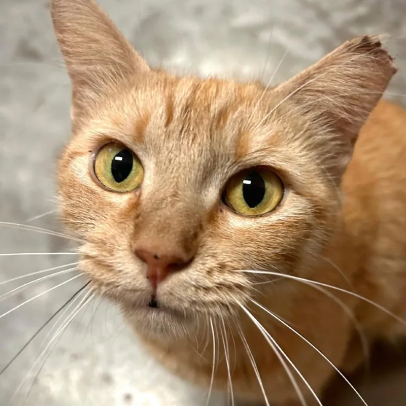 An adult small-sized female Orange / Red Domestic Short Hair cat named Robin for adoption in Fulton, TX
