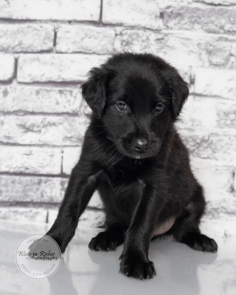 A baby medium-sized male Black Labrador Retriever dog named Raj for adoption in Tuscaloosa, AL