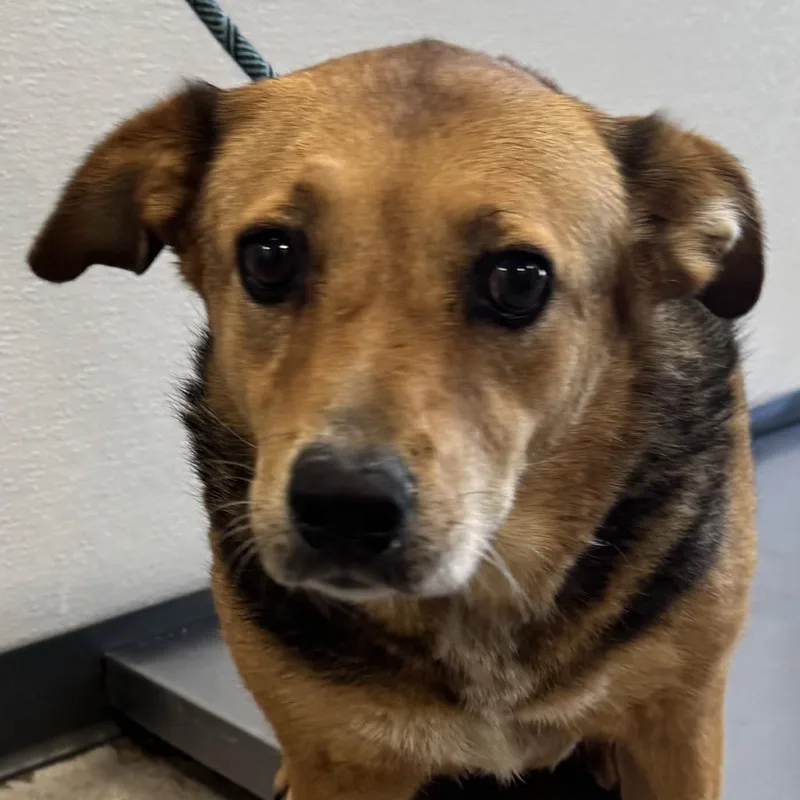 A senior medium-sized female Brown / Chocolate Mixed Breed dog named Nina for adoption in Las Cruces, NM